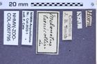 Etikette zu Melanotus taenicollis (LeConte, 1853) (NHMW-ZOO-COL-0007795)